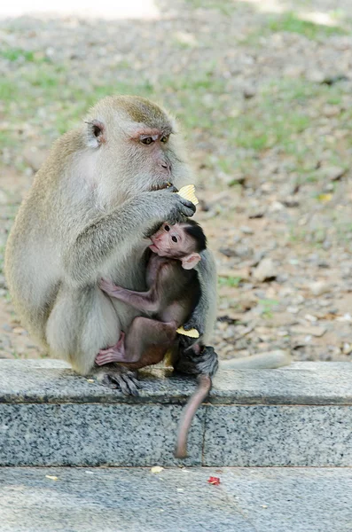 Monos llevando a su hijo —  Fotos de Stock