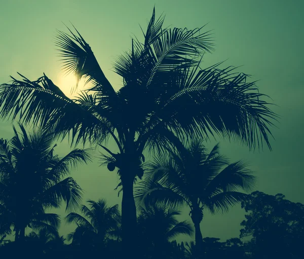 Palm bomen vintage — Stockfoto
