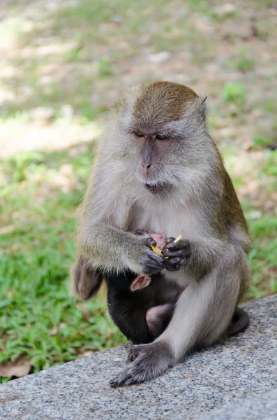 Monos llevando a su hijo — Foto de Stock