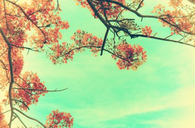 Kırmızı çiçekler vintage