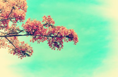 Kırmızı çiçekler vintage