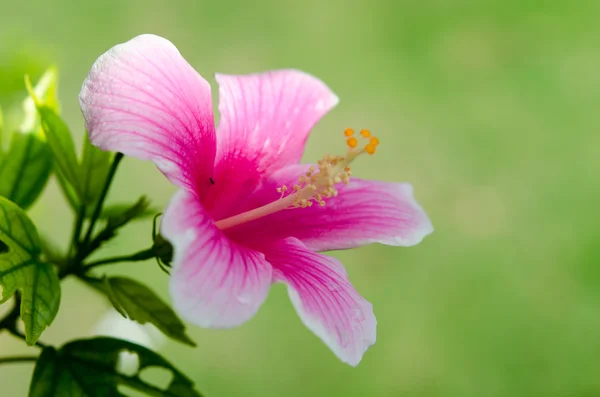 Hibiscus blomma — Stockfoto