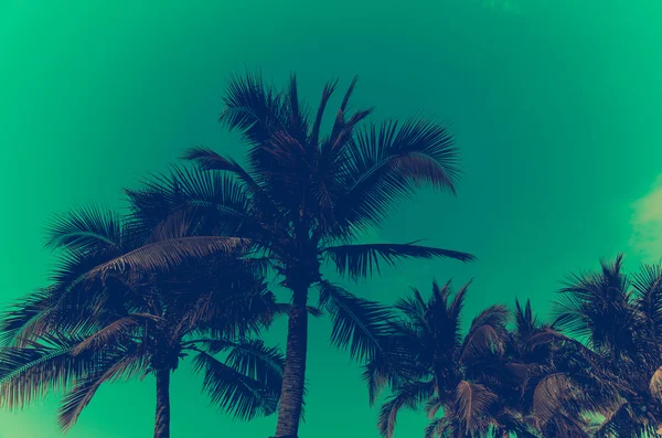 Palm trees vintage — Stock Photo, Image