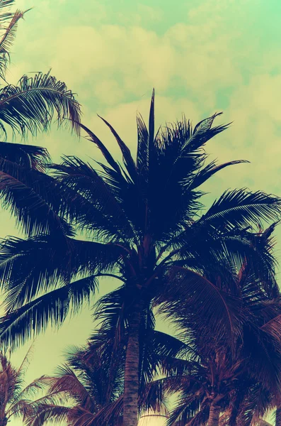 Винтажные пальмы — стоковое фото