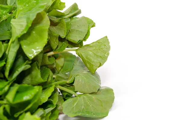 Centella asiatica vegetables — Stock Photo, Image