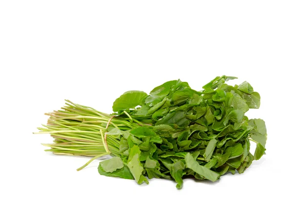 Sayuran Centella asiatica — Stok Foto