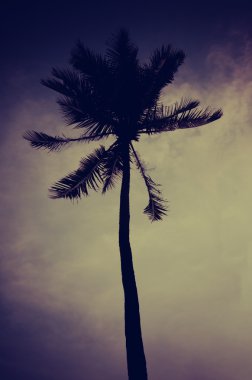 palmiye ağaçları vintage