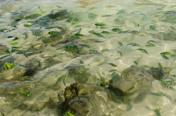 Peixe andaman — Fotografia de Stock