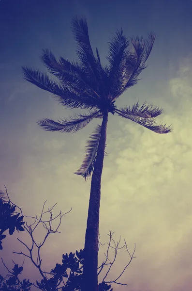 Palm träd vintage — Stockfoto