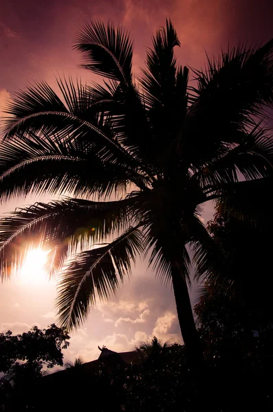 Palm trees vintage — Stock Photo, Image