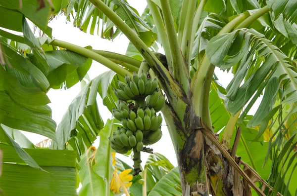 Plátanos en el árbol — Foto de Stock