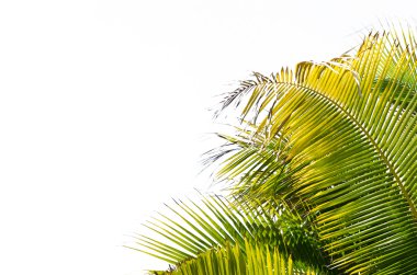 izole palmiye ağaçları