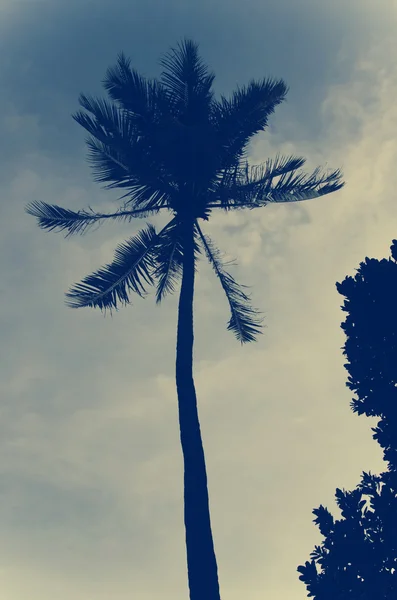 Palm vintage — Stockfoto