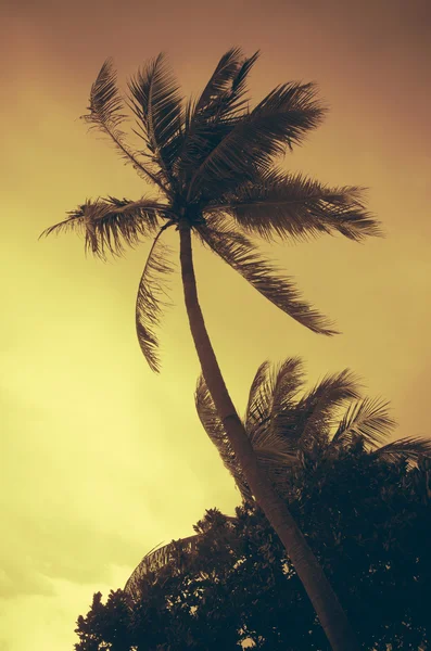 Pohon Palm Vintage — Stok Foto