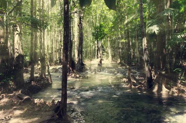 Floresta de árvores Vintage — Fotografia de Stock