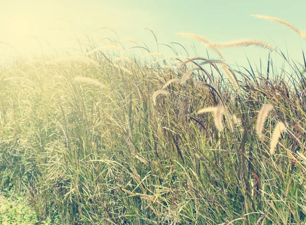 Flower grass Vintage — Stock Photo, Image