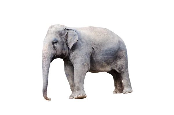 Elefante —  Fotos de Stock