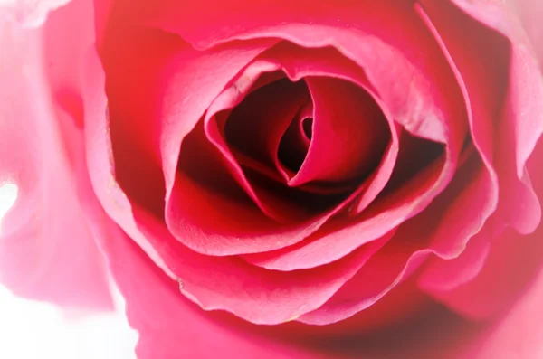 Rose — Stock Photo, Image