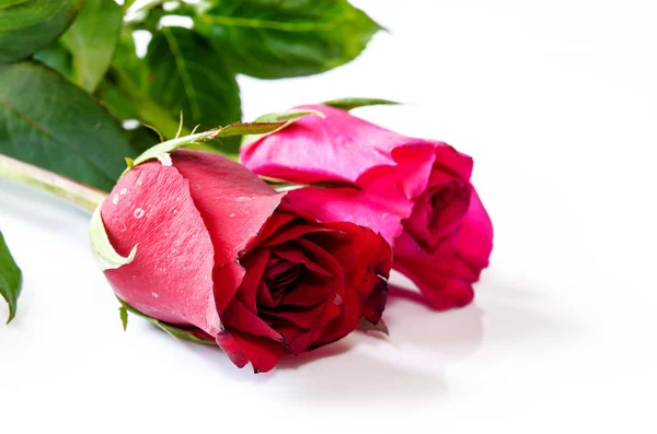 Red roses — Stock Photo, Image