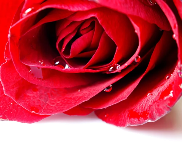 Rose Flower — Stock Photo, Image