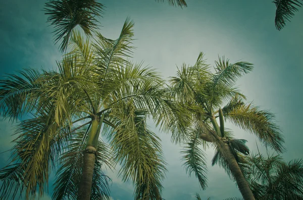 老式的棕榈树 — 图库照片