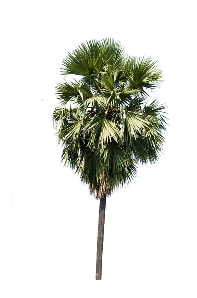Palmier à sucre isolé — Photo