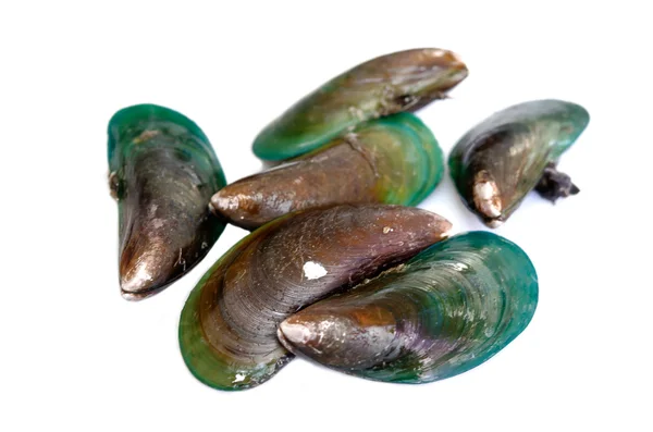 Green mussel isolated — Stock Photo, Image