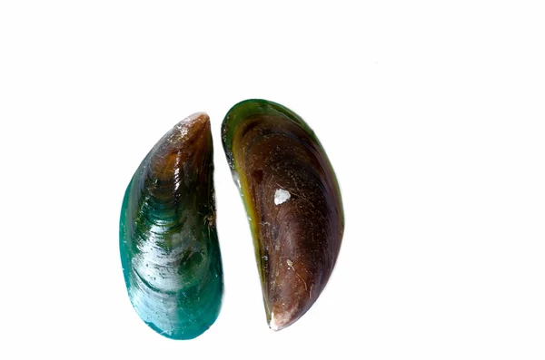 녹색 홍합 절연 — 스톡 사진