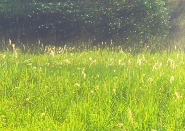Vintage Meadow — Stock Photo, Image