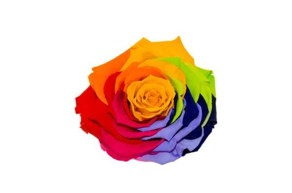 Multicolored roses — Stock Photo, Image