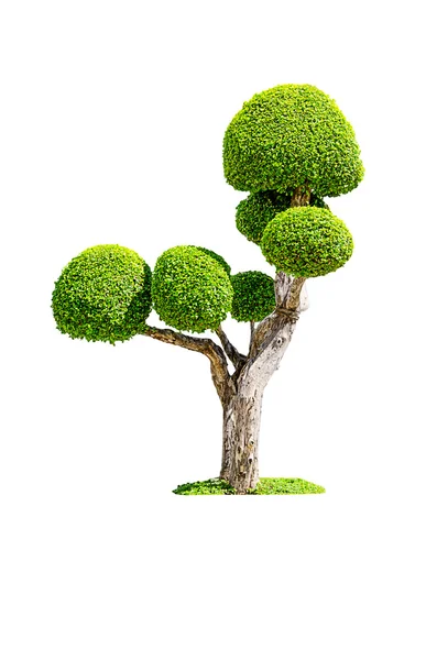 Árvore de Bonsai — Fotografia de Stock