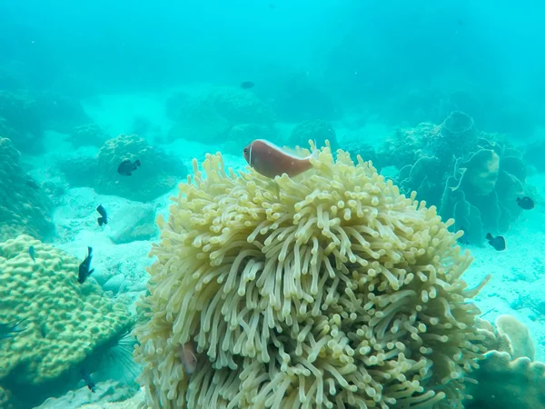 Corals — Stock Photo, Image