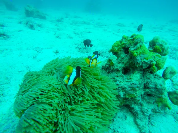 Underwater fish — Stock Photo, Image