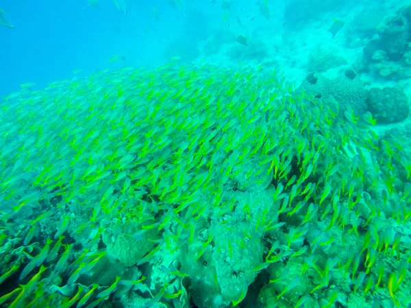 Peixes subaquáticos — Fotografia de Stock