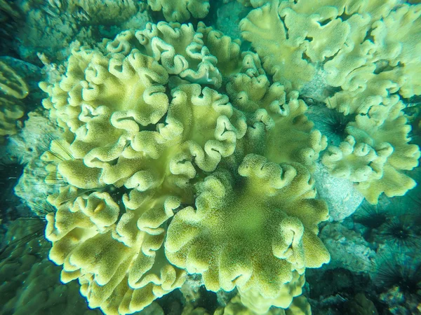 Anemones coral reef — Stock Photo, Image
