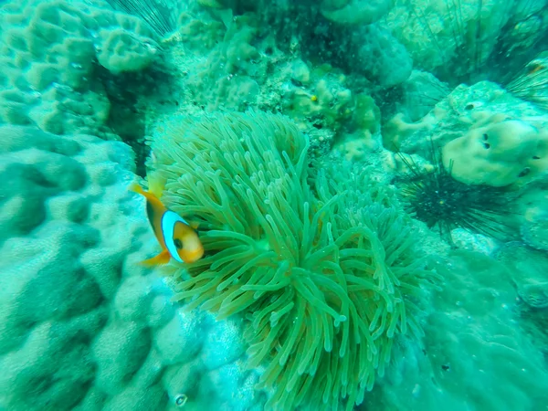 Corals — Stock Photo, Image