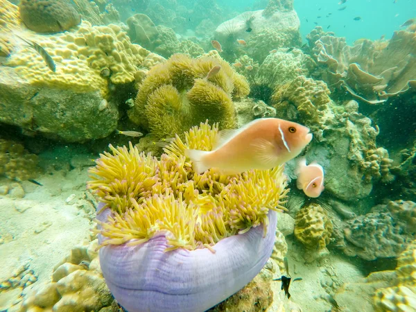 Underwater fish — Stock Photo, Image