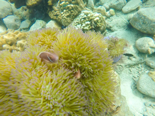 Koralowce — Zdjęcie stockowe
