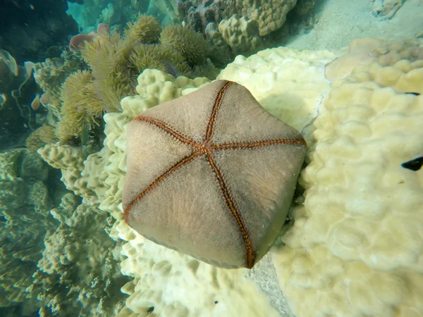 Starfish — Stock Photo, Image