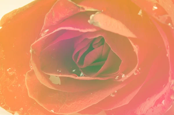 Rose et gouttes d'eau — Photo