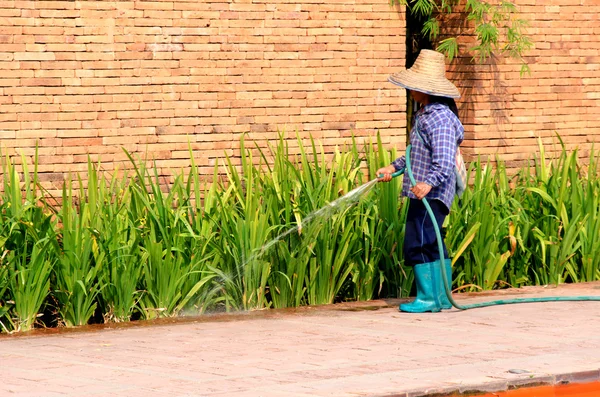 给植物浇水 — 图库照片