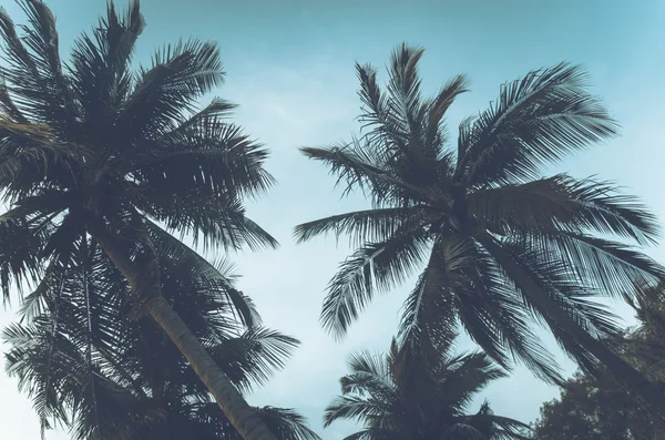 Palm tree vintage — Stockfoto