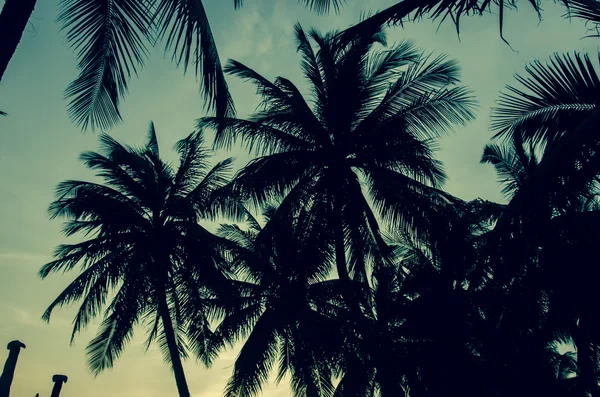 Palm tree vintage — Stockfoto