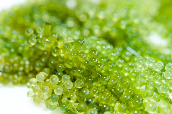 Caviar verde Algas marinhas — Fotografia de Stock