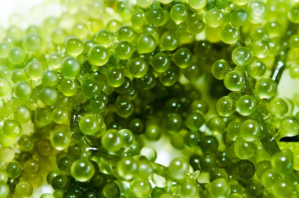 Grüner Kaviar — Stockfoto