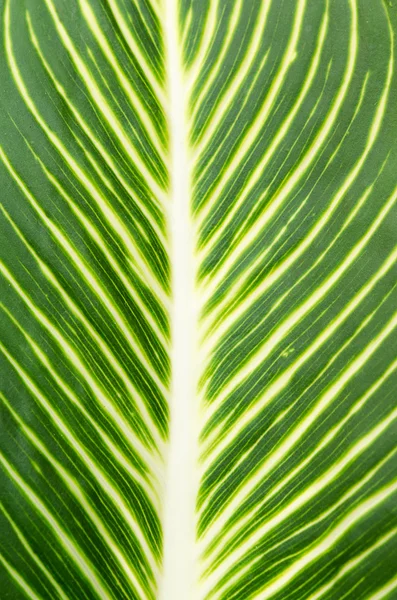 Leaf texture background — Stock Photo, Image