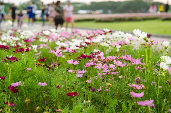 Flowers in the Park — Stock Photo, Image