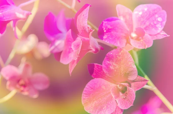 Bouquet Magenta Orchids Overcast Effect Style Vintage — Stock Photo, Image