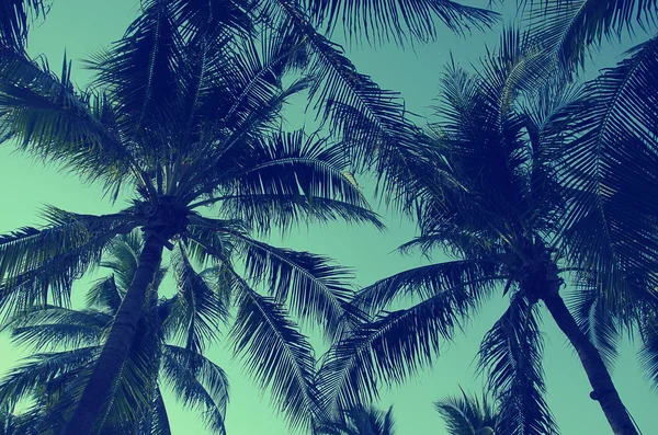 Vintage palmen bomen — Stockfoto