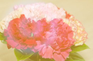 Kırmızı çiçekler vintage sesi